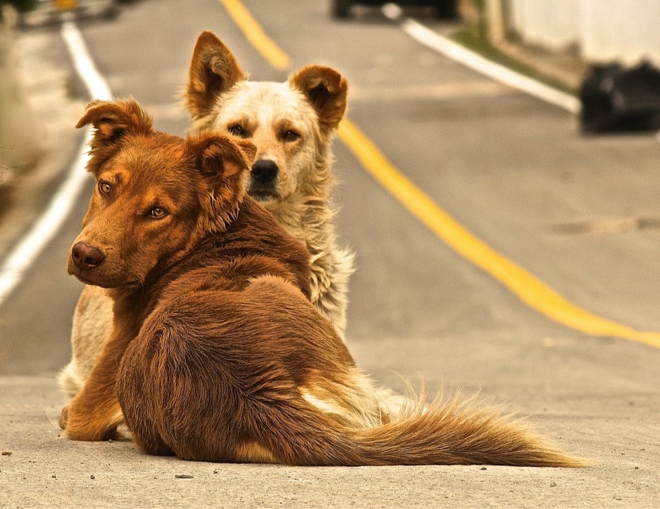Fue en Tabio donde Jimena Hoyos empezó a darse cuenta de la realidad de los animales de calle. Por ello un día salió con una cámara a retratar perros, porque  quería que la gente los viera. Foto: Jimena Hoyos