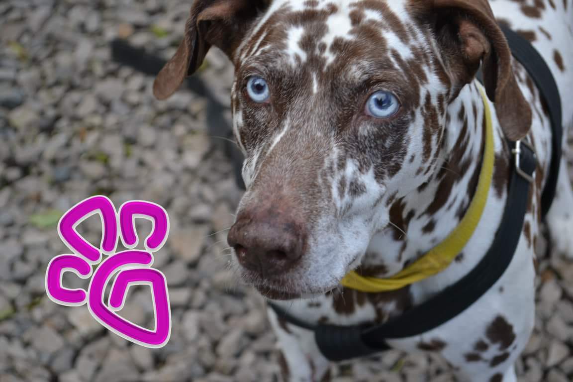 Simón es Dalmata lo compraron los padres de María Alejandra Mariño  en una tienda de la Caracas el 20 de diciembre del 2007 él no responde a estímulos sonoros debido a que es sordo. Foto: Doggies University, Escuela de adiestramiento canino