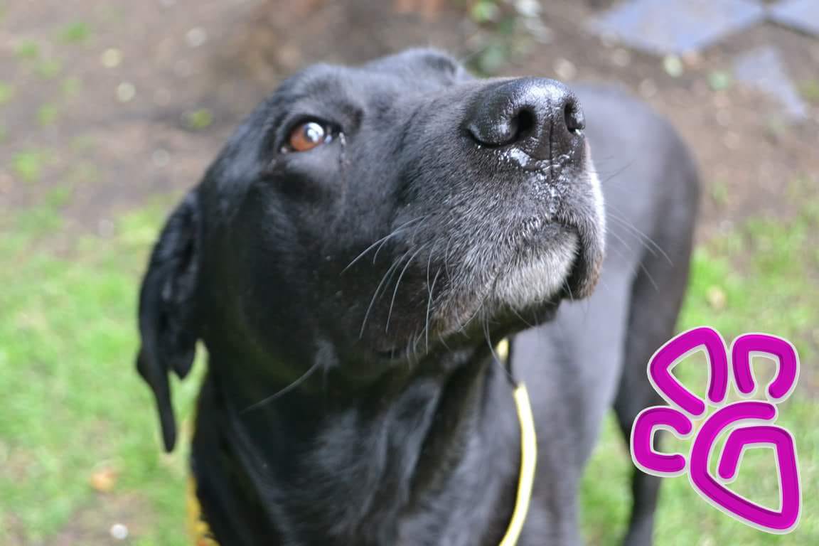 Para María Alejandra Mariño es importante saber cuando uno adquiere un animal que trae la raza o la mezcla Lola desarrolló artrosis degenerativa en rodillas vinculada con su parte labrador. Foto: Doggies University, Escuela de adiestramiento canino.